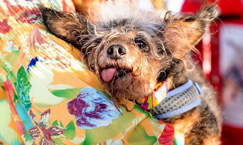World’s Ugliest Dog 2019 Revealed See Photo Of Scamp The Tramp