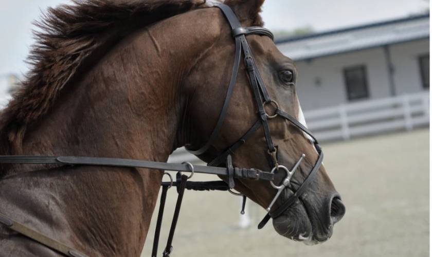 13 bridles you might like in your tack room