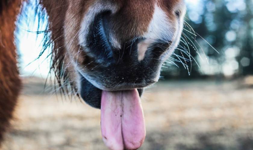Tongue Resistance in the Dressage Horse