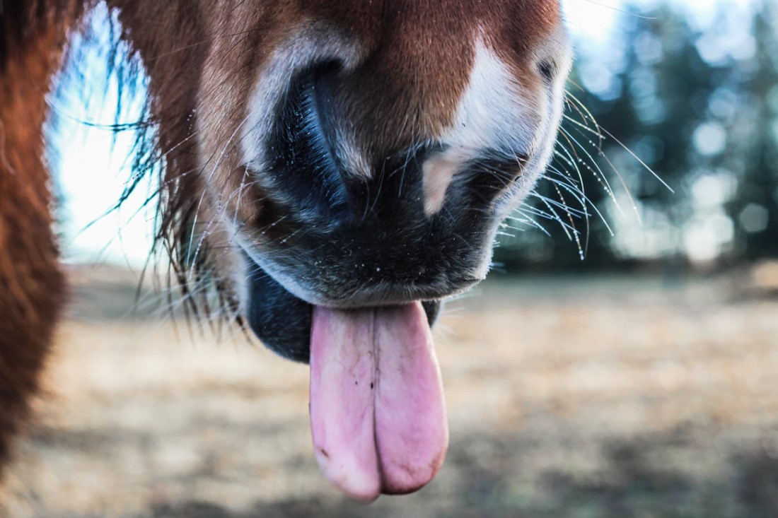 Tongue Resistance in the Dressage Horse