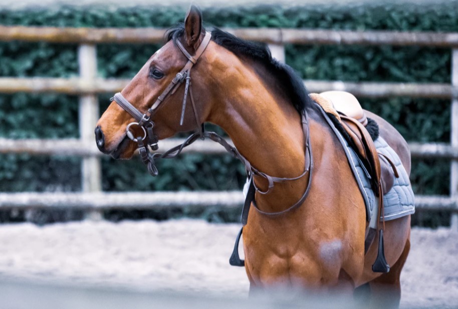Your horse may be smarter than you think