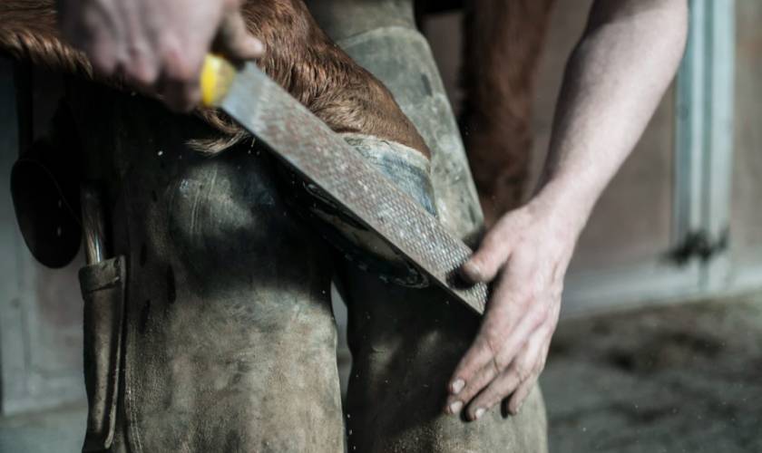 Sport Foals and The Farrier: First Visits