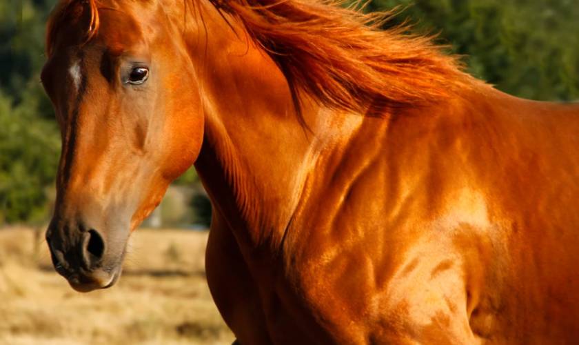 A new way to evaluate loss of muscle mass in horses