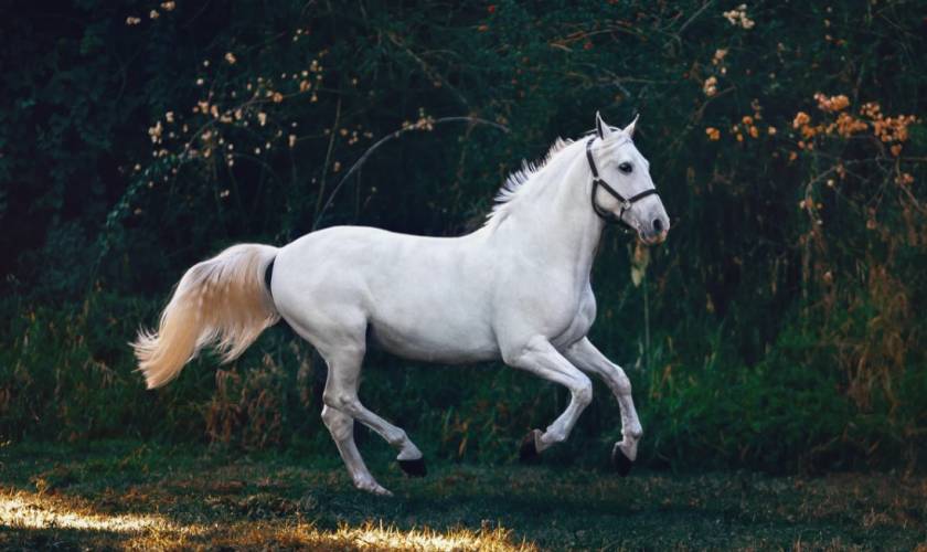 15 Fascinating Facts About Horses