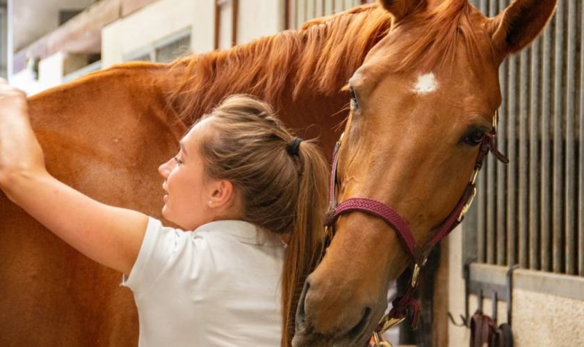 Easing Equine Aches with Liniment