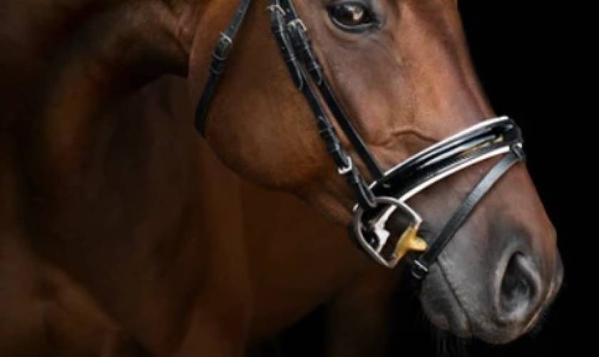 Understanding Your Horse’s Sense of Smell