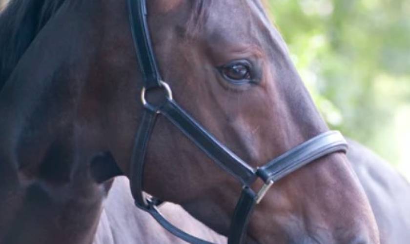 What Is A Glucosamine For Horses Injection?
