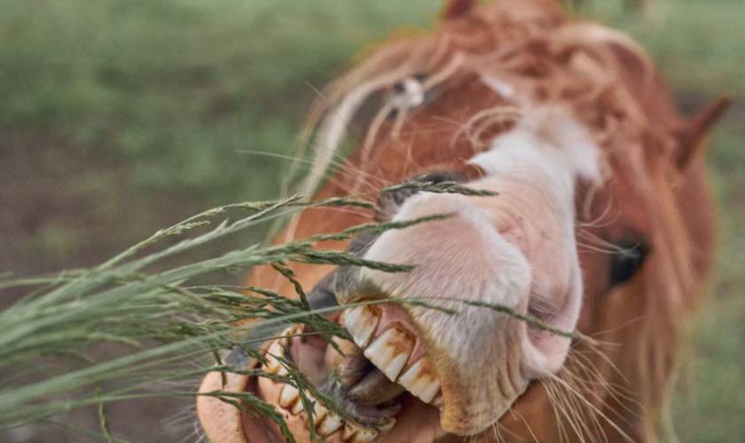 How to Tell a Horse’s Age by Its Teeth