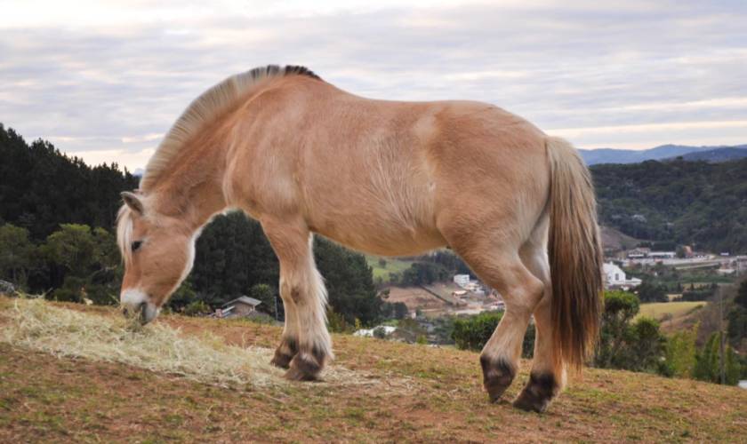 Fjord Horse: Breed Profile