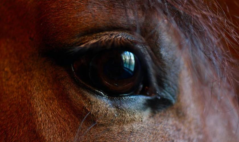 Eye problems in older horses