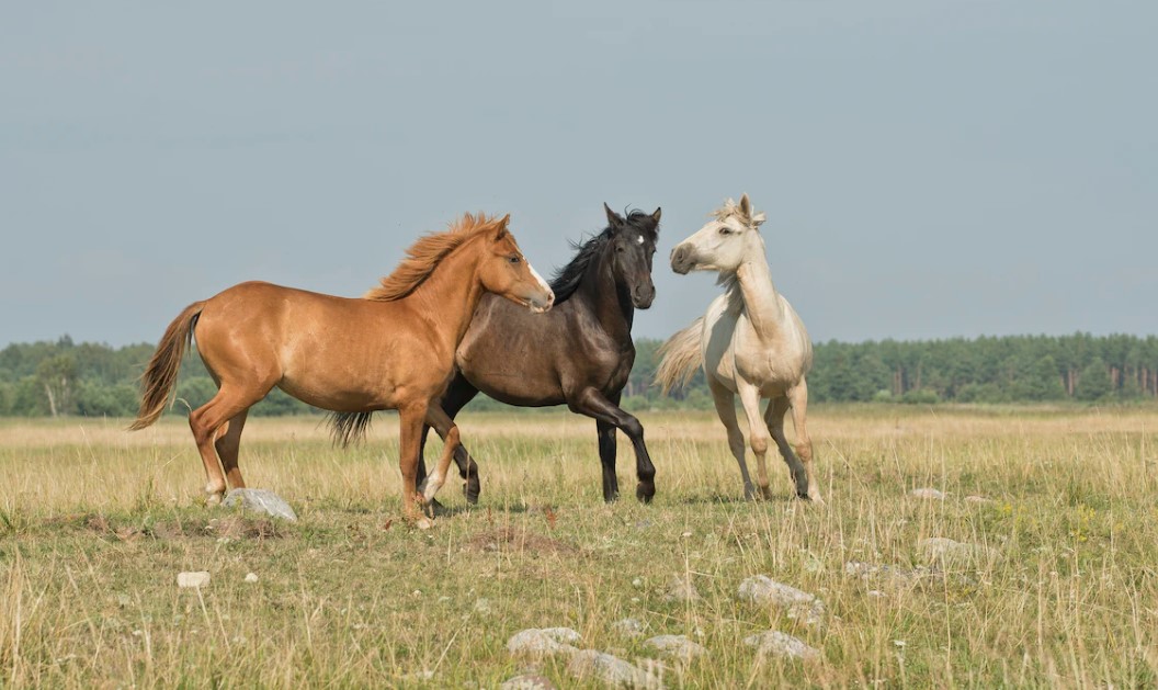 Top 5 Largest Horse Breeds For Riding. All You Need To Know About Them