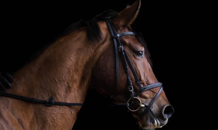 What is a Warmblood Horse?